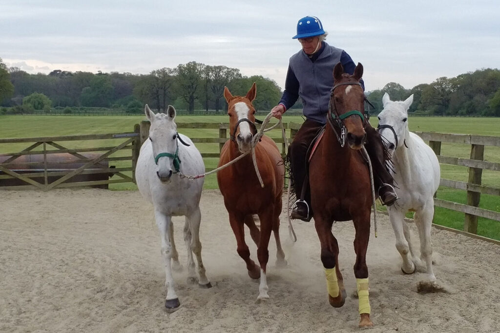 voice of polo horses