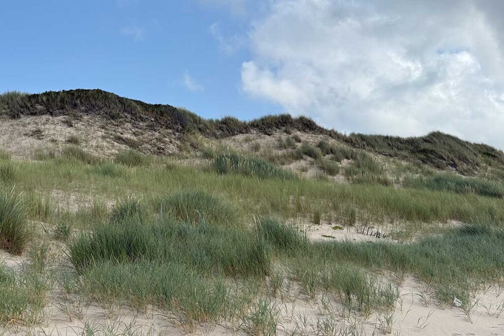 Strandhafer auf Sylt
