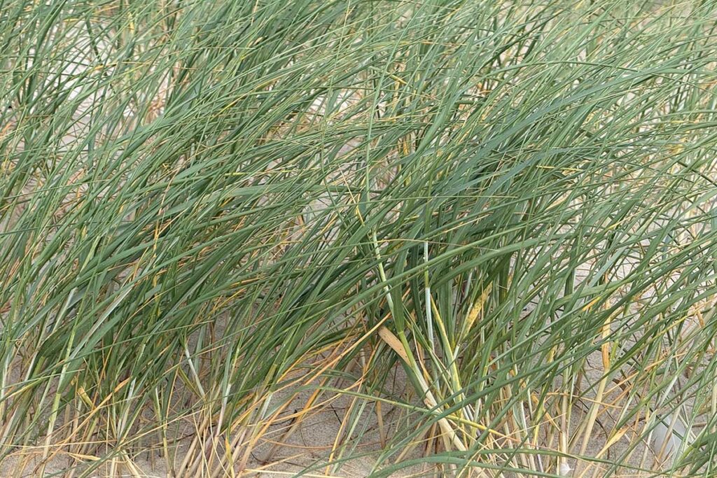 strandhafer