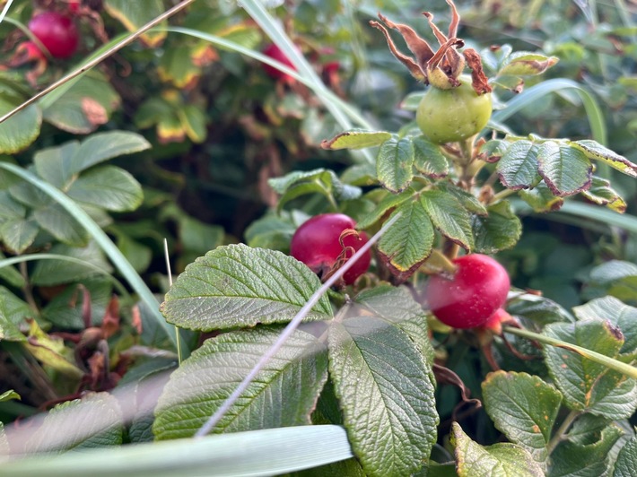 Die Hagebutten der Kartoffelrose sind vielseitig: Sie können zu Tee, Pesto oder Marmelade verarbeitet werden. © Jutta Vielberg | Sylt Marketing
