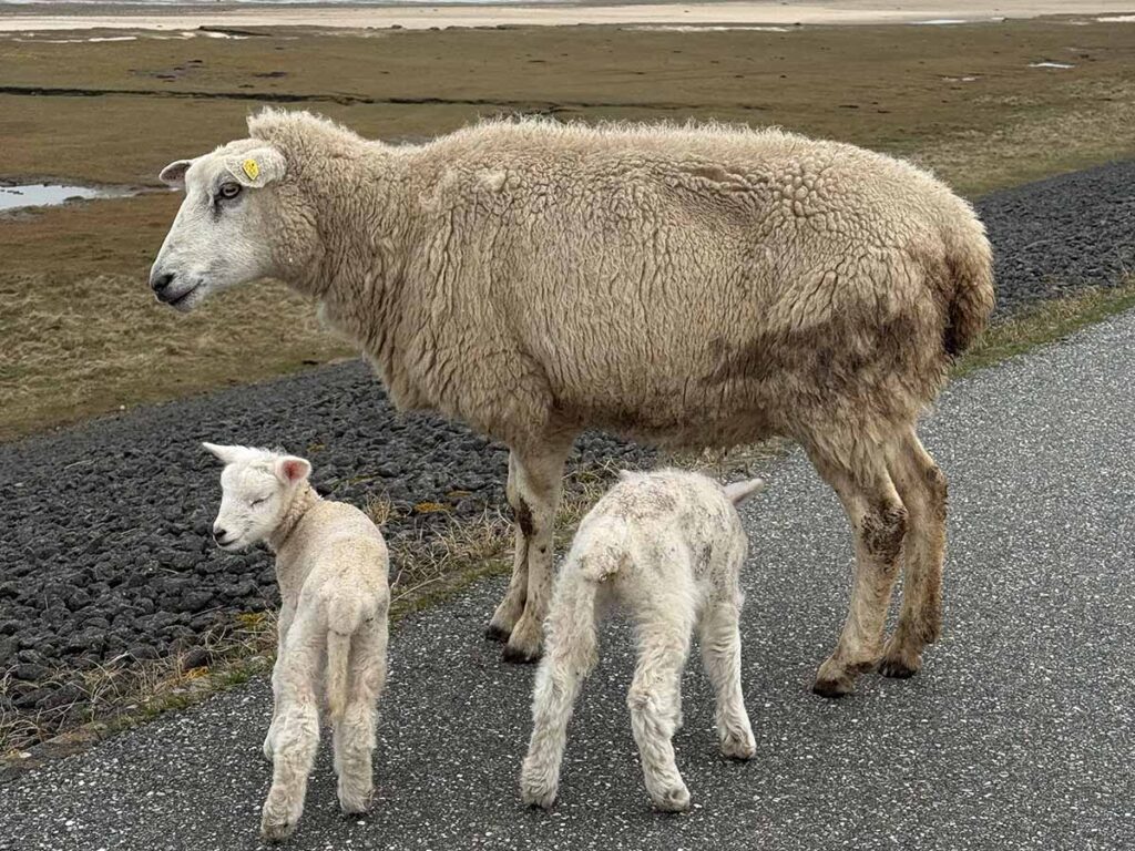 schafe lämmer