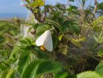 Der stille Eindringling im Rosendickicht
