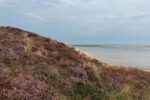 Lila Rausch auf 137 Hektar: Was die Besenheide für Sylt bedeutet